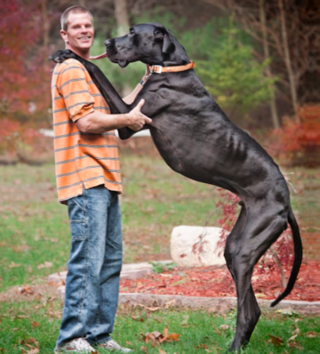 which dogs are considered large breed