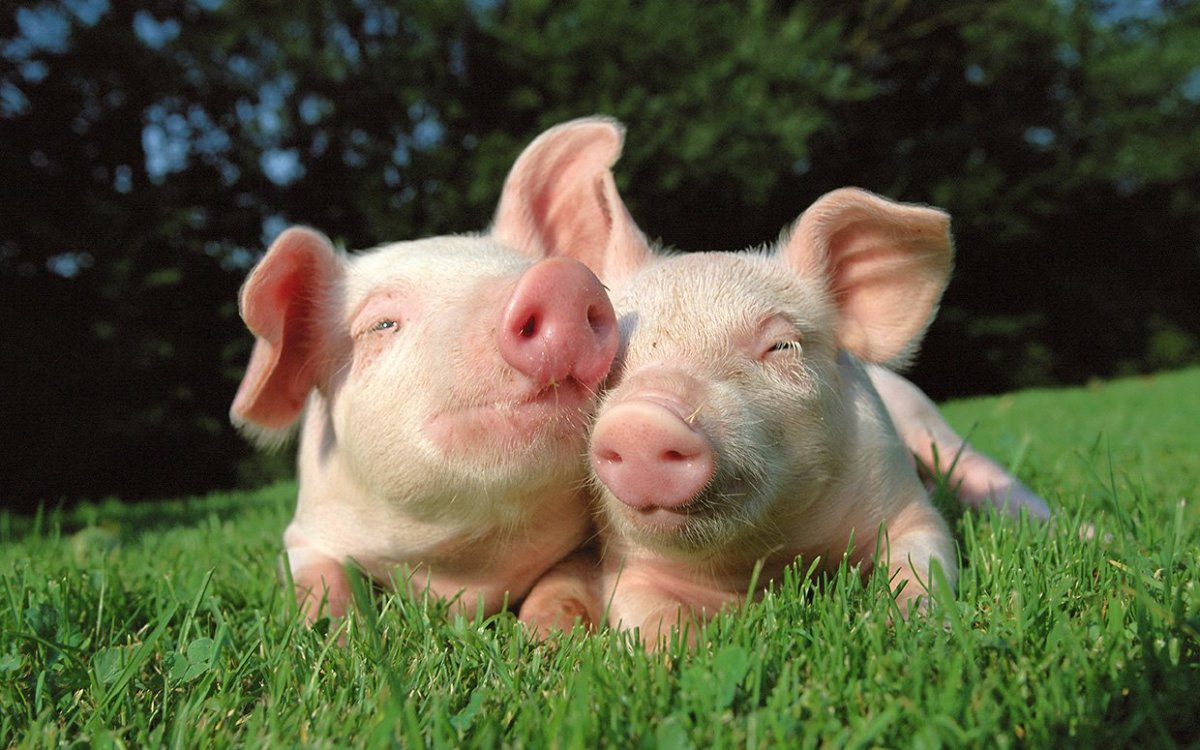 Celebrate National Pig Day With These 5 Facts Parade Pets