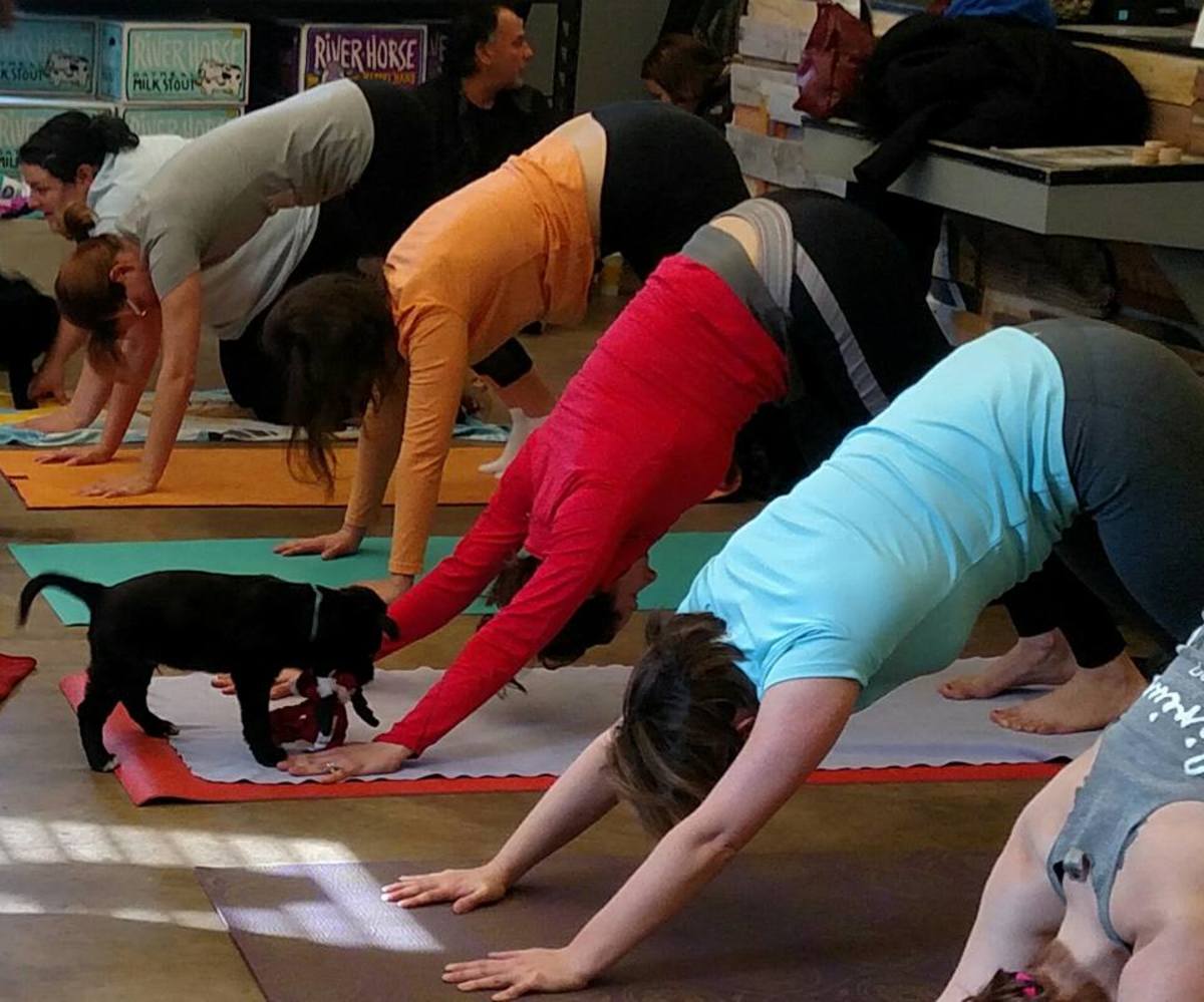 doggy noses and yoga poses downward dog