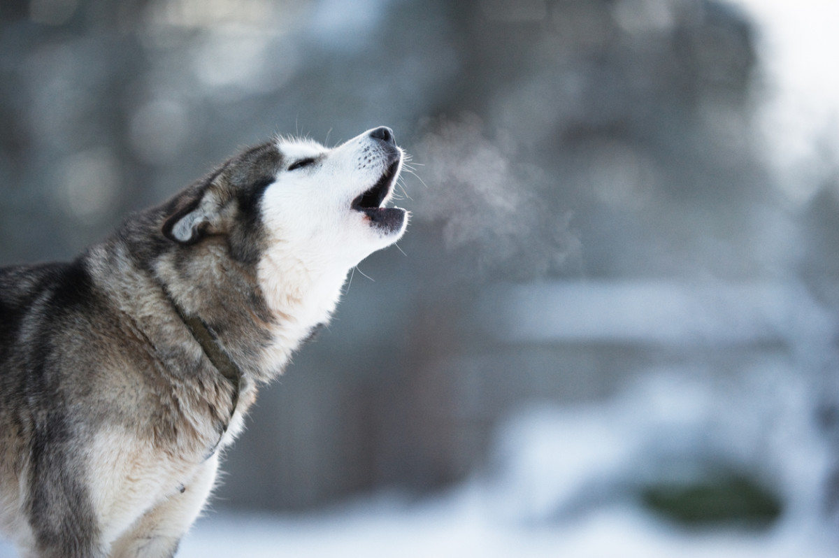 why do dogs howl when left alone