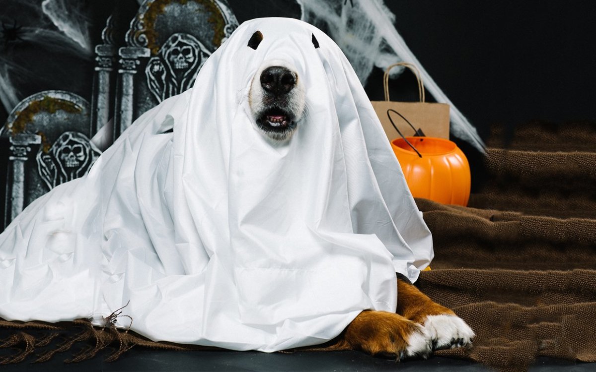 Happy Howl-O-Ween! These Dogs in Costumes Will Make Your Day! - Parade Pets