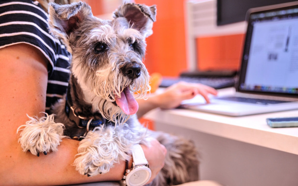 what companies let you take your dog to work