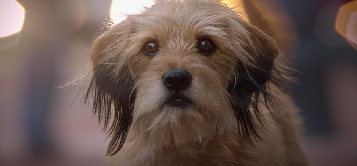 10 Cute Dog Movies on Netflix to Celebrate National Puppy Day - Parade Pets