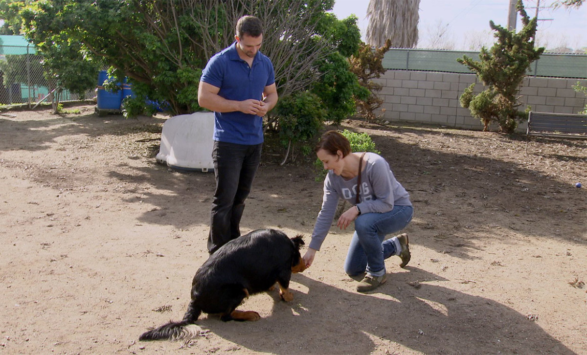 Exclusive First Look Animal Helps Shelter Dogs Super