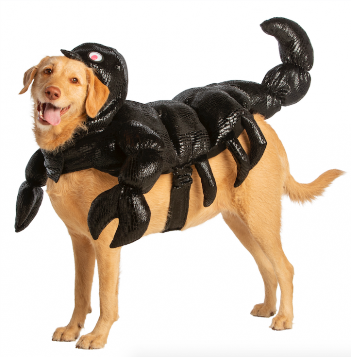Pet Halloween Costumes_Dog_Scorpion