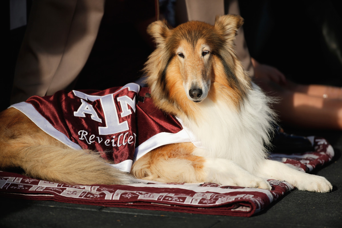 the-top-5-dog-mascots-in-college-football-parade-pets