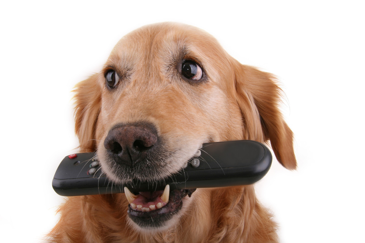 This Might Be Why Dogs Love Chewing on Remotes Parade Pets