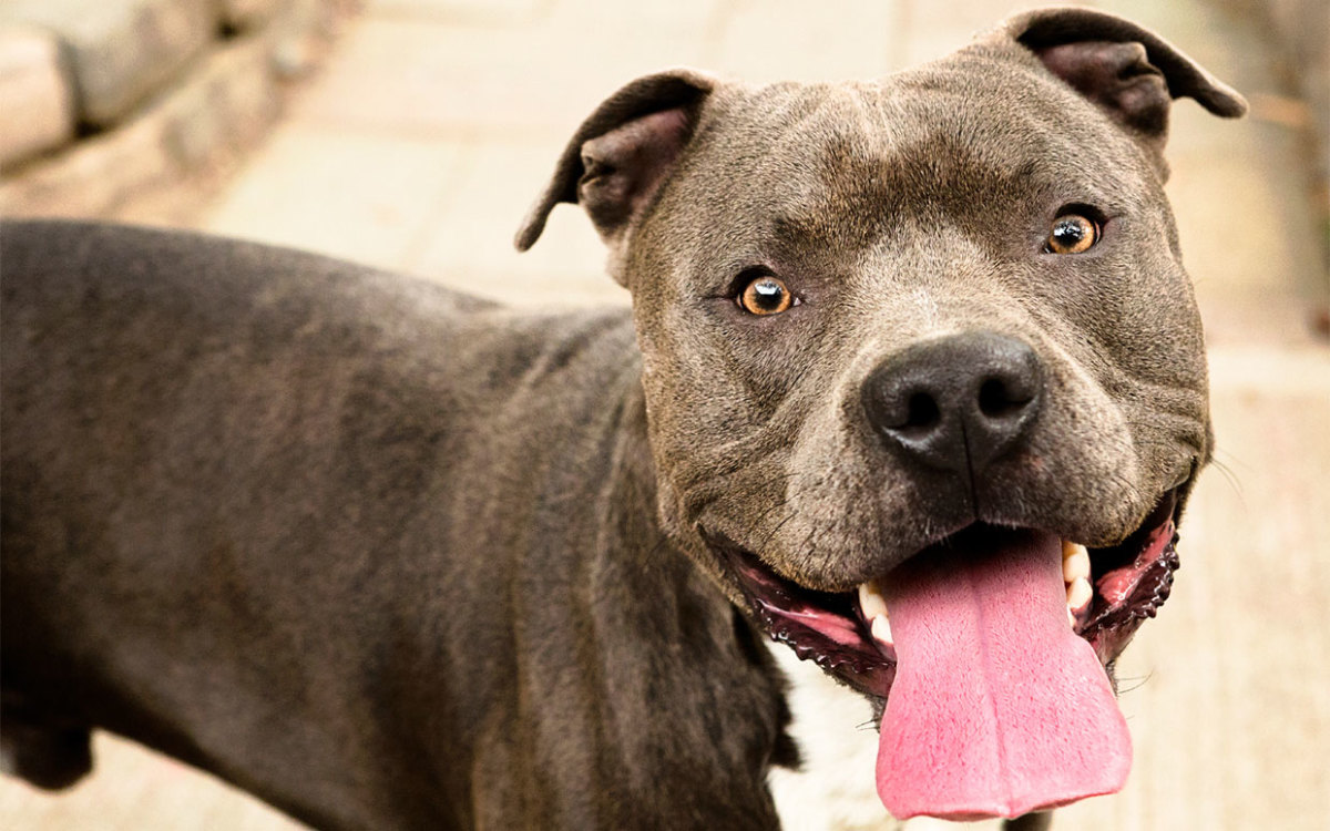 What happened to Michael Vick's dogs? Here's the uplifting answer