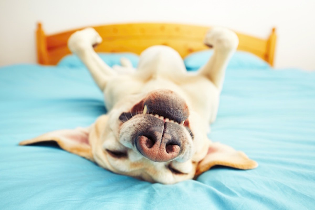 21 Simple Tricks to Make Your Dog Happier, Smarter, and Less Bored Every  Day