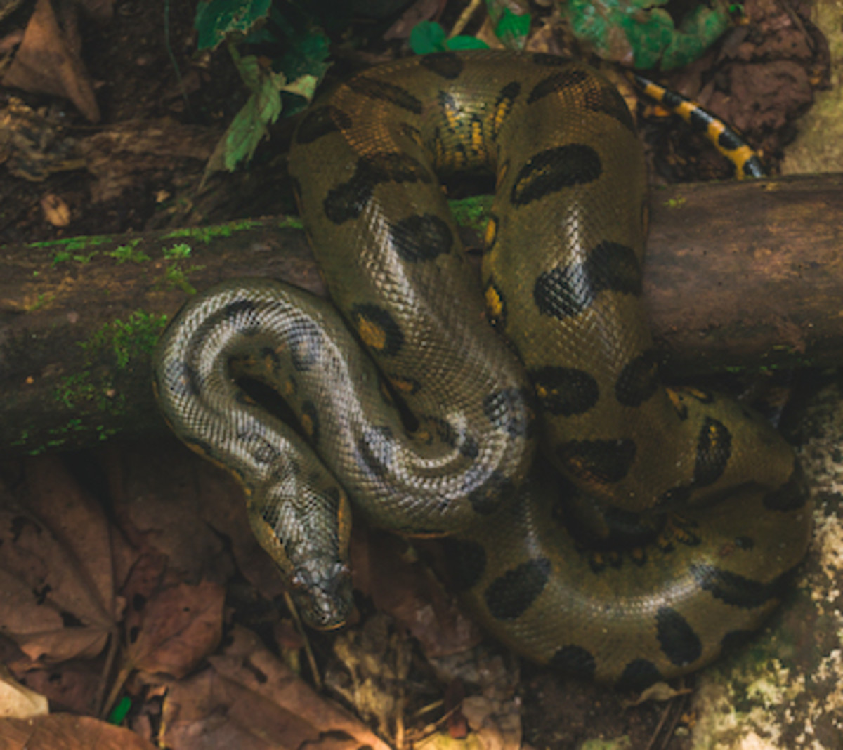 largest anaconda in captivity