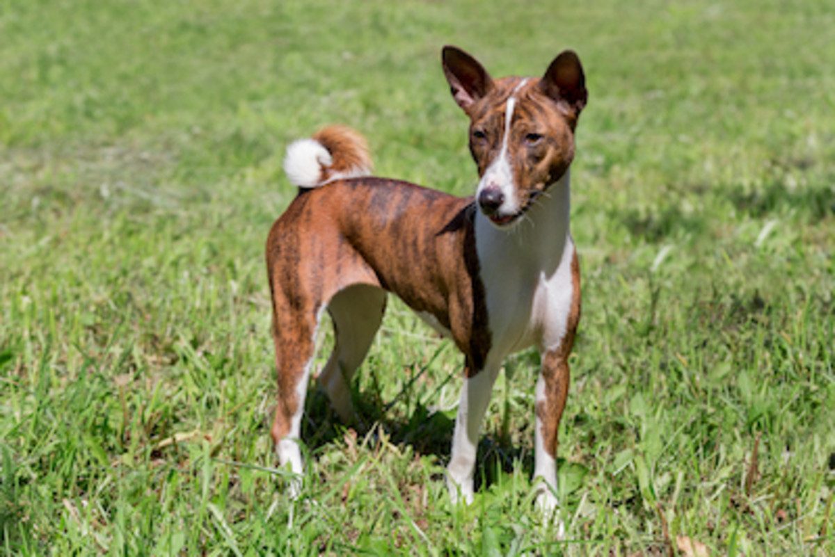 what kind of dogs have a brindle coat