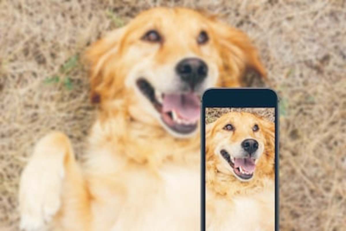100 Dog Instagram Captions that Everyone Will Ruff - Parade Pets