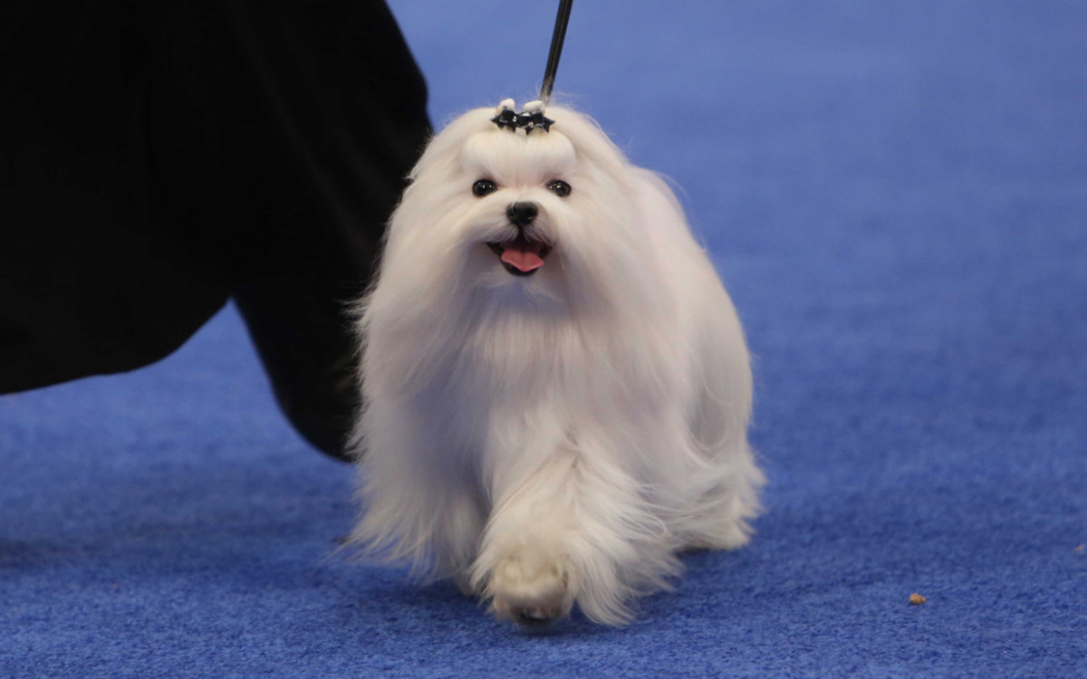 Show Dogs Strut Their Stuff at the National Dog Show: See Preview ...