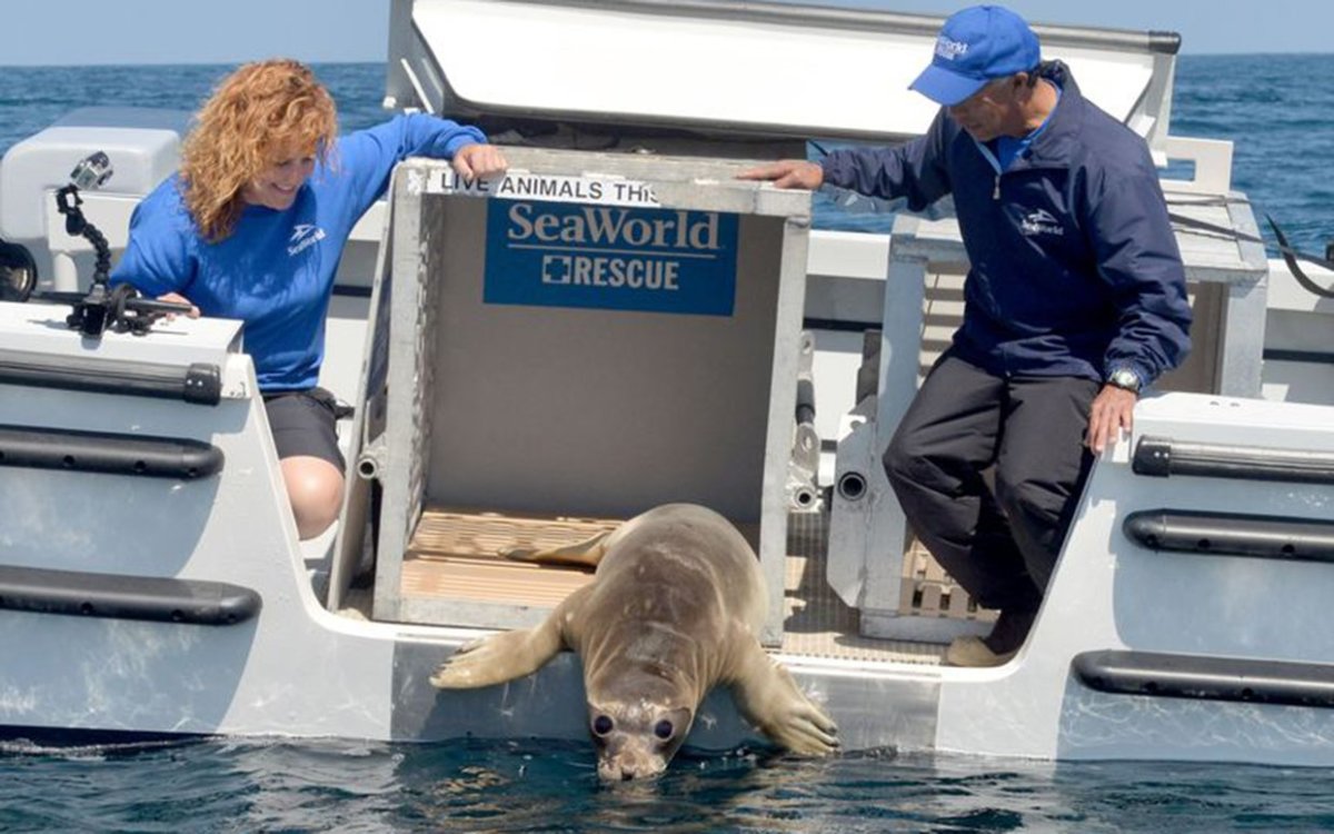 Meet the Woman Who Has Helped Rescue Thousands of Animals at SeaWorld ...