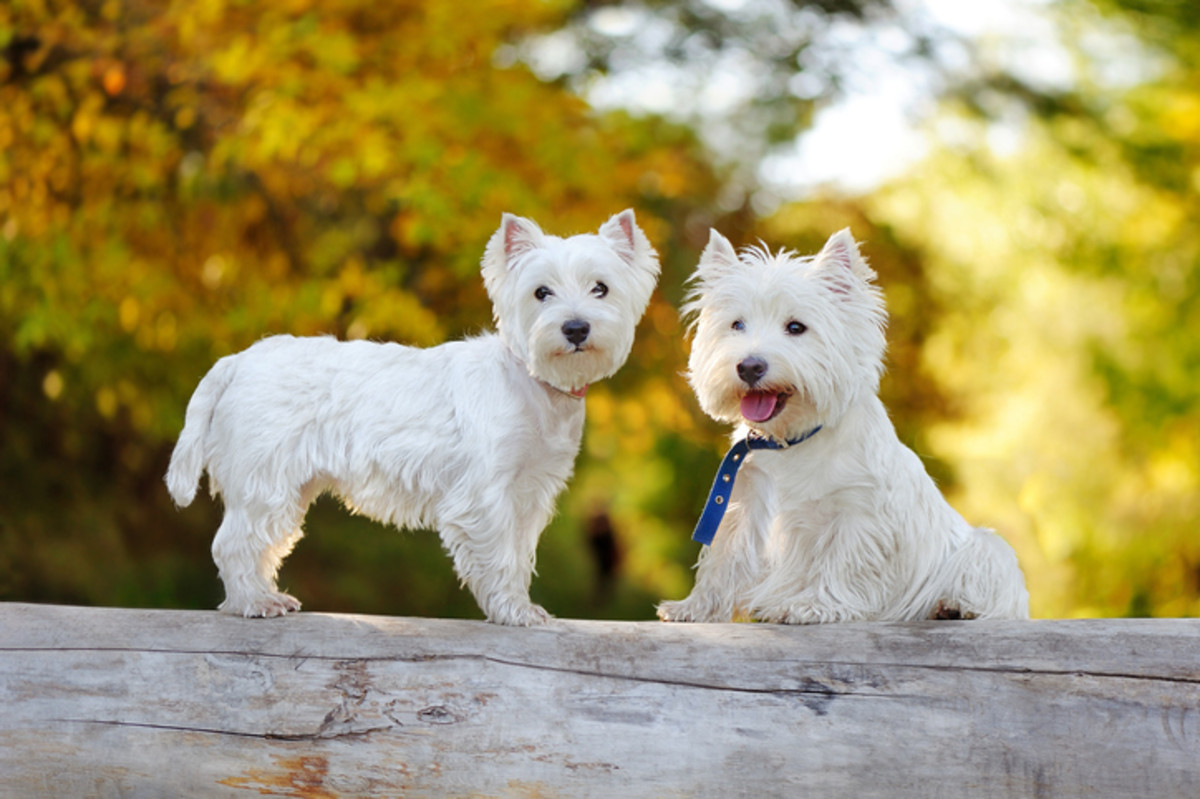 Two west highland terriers sitting on the fallen tree trunk