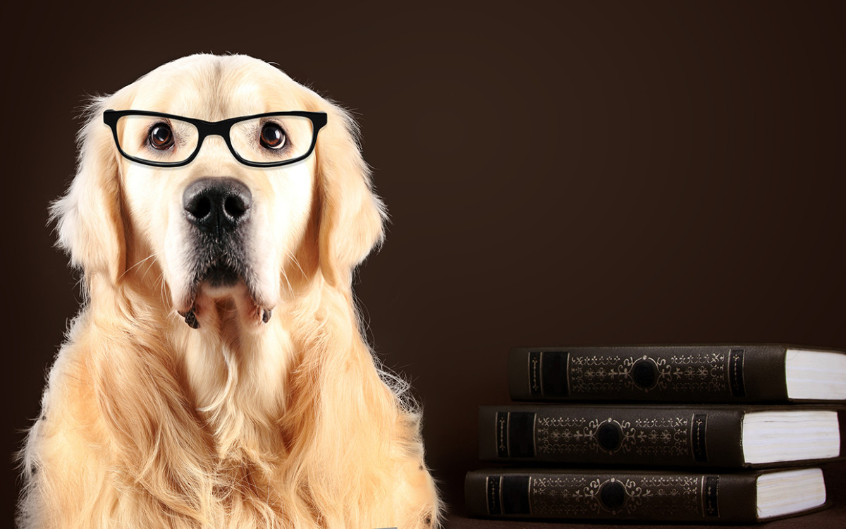 are cats smarter dogs