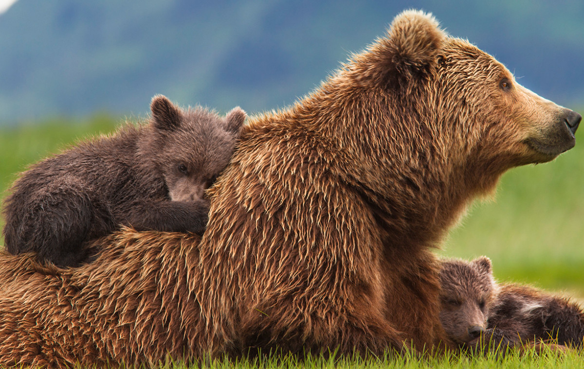 Exclusive Clip: Intimate Encounters with Wolves in Disneynature: Bears