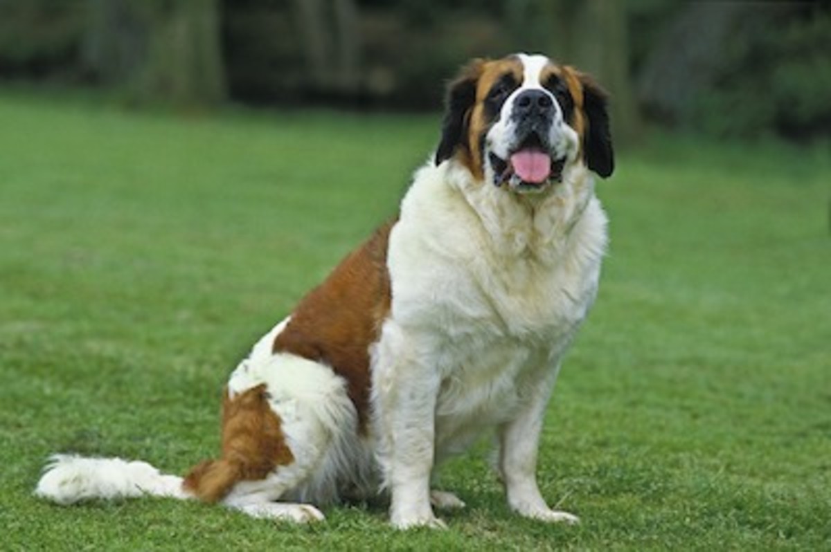 So You Want a BIG Dog? The Largest Dog Breeds