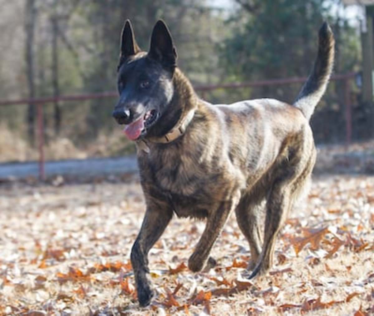 what dog breeds have black masks