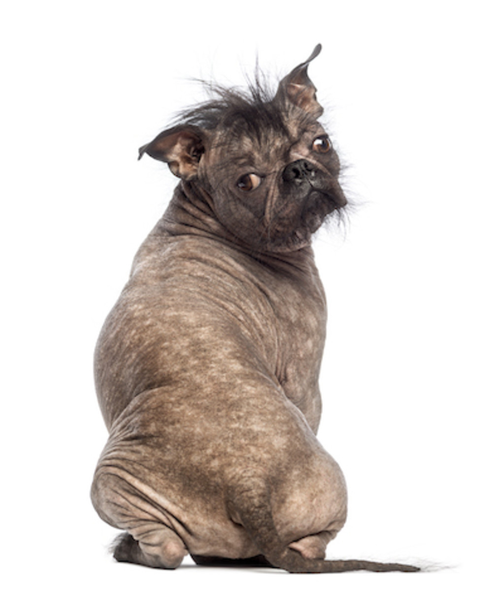50 Ugly Dog Breeds You'll Love - Parade