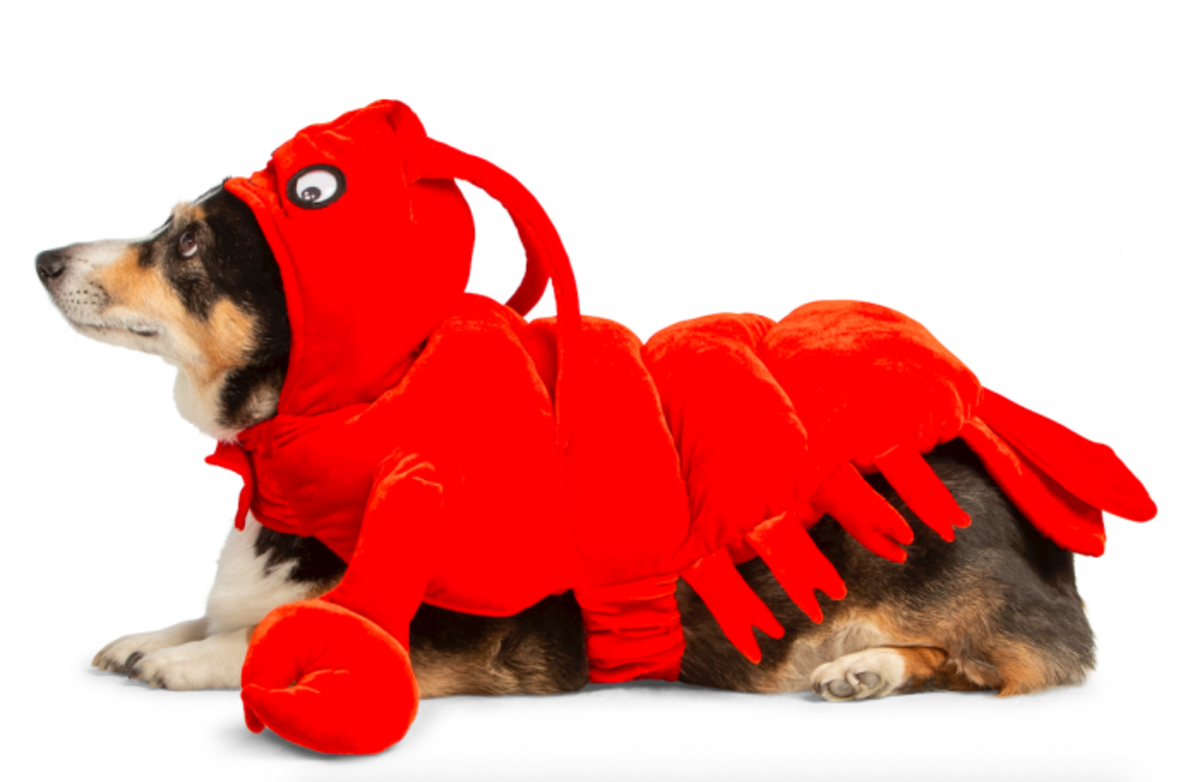 Pet Halloween Costumes_Dog_Lobster