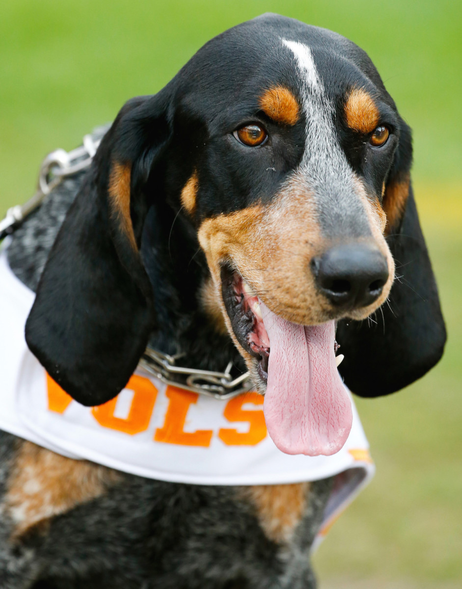 The Top 5 Dog Mascots in College Football Parade Pets