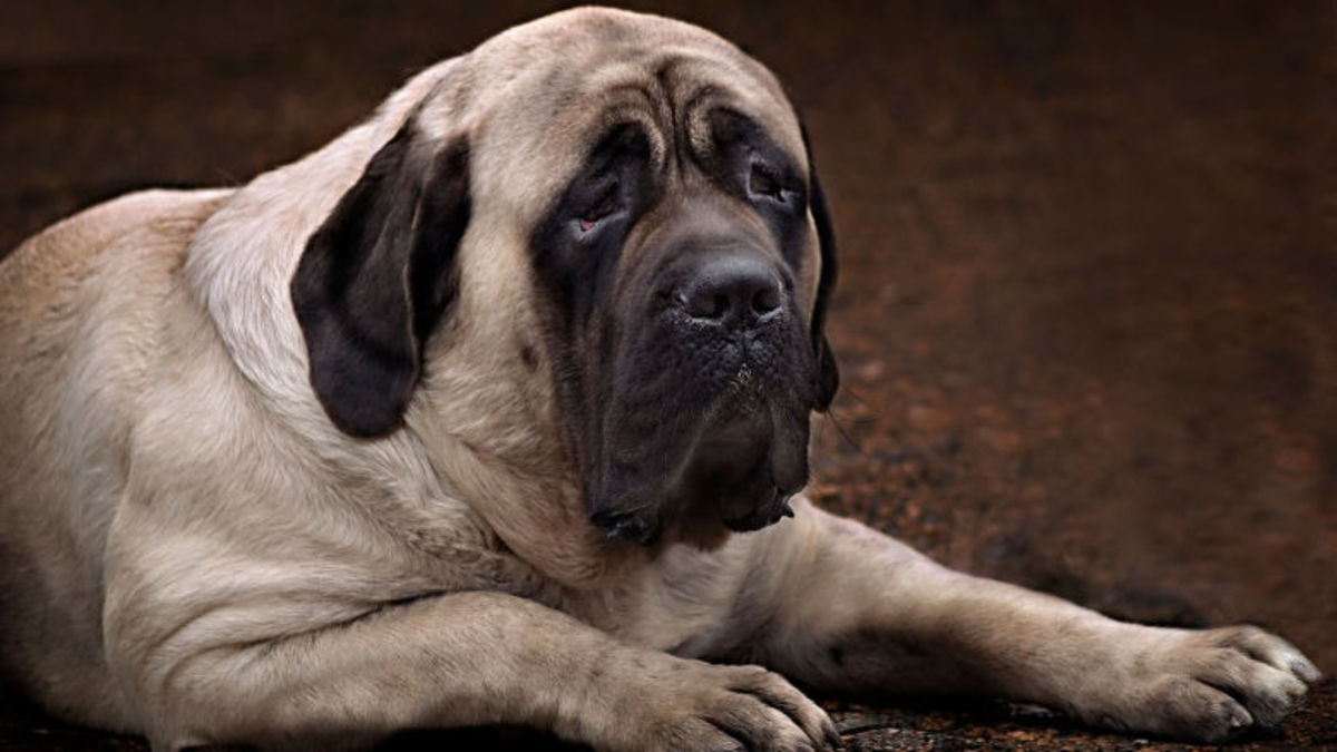 Biggest english mastiff hot sale in the world