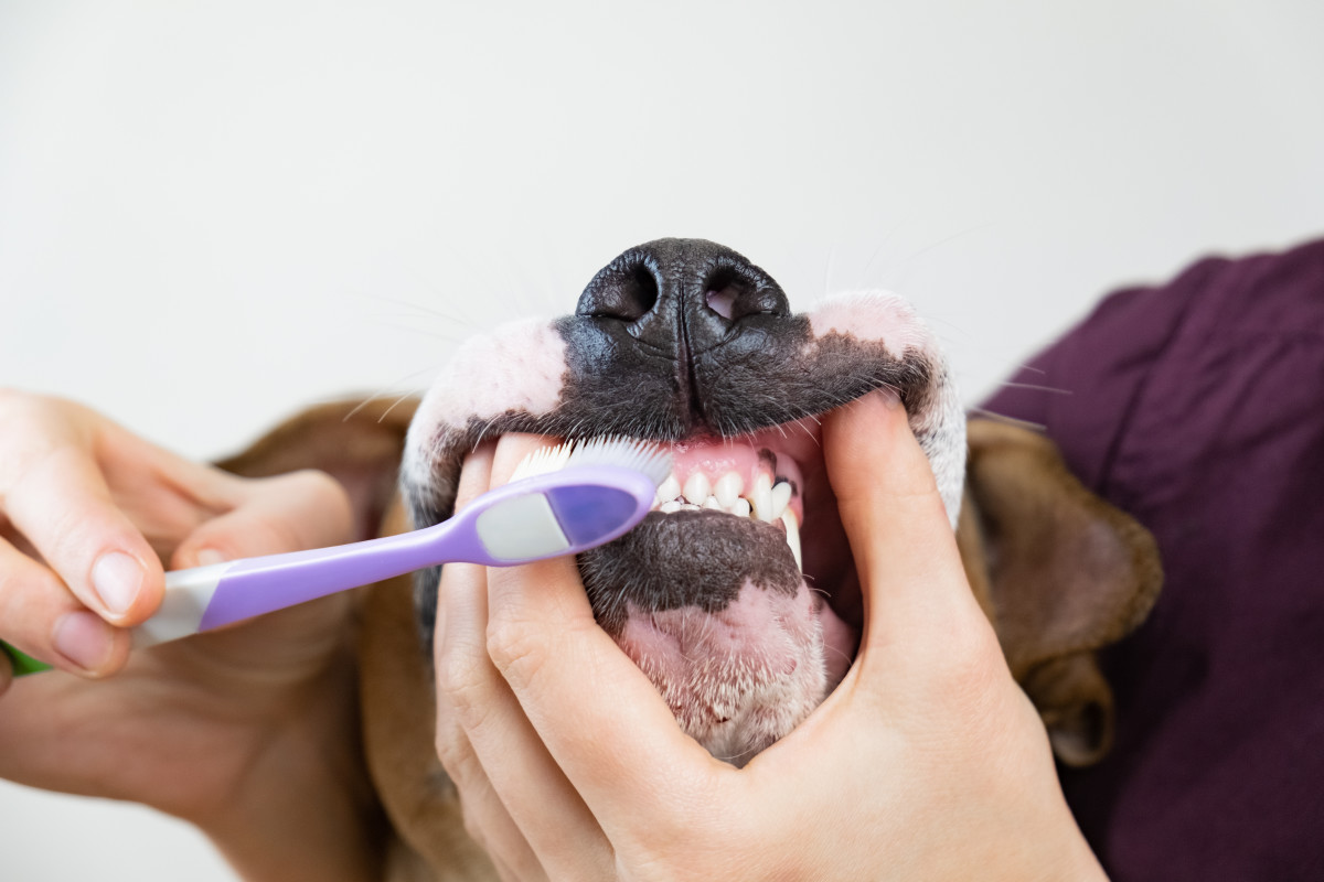 Nifty Hack for Helping Keep a Dog's Teeth Clean Is a Major GameChanger
