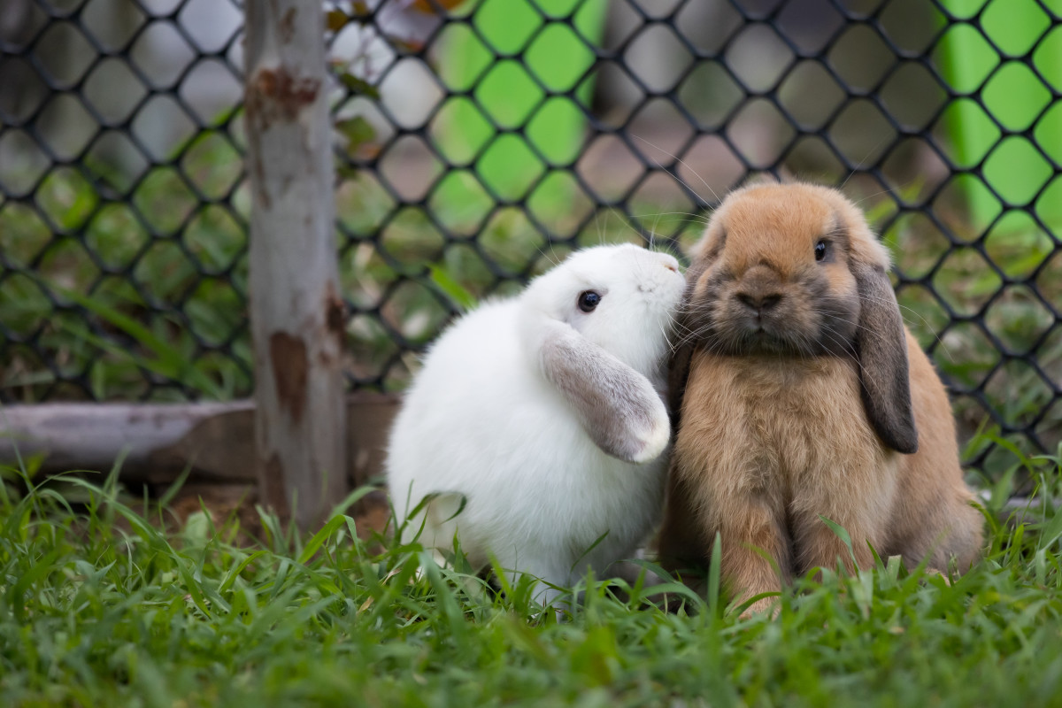 Cute Video Shares 3 Interesting Facts About Rabbits Most People Don't