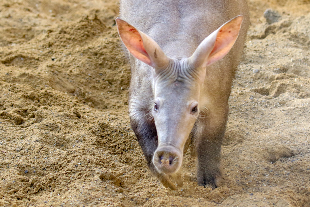 video-of-aardvark-carefully-inspecting-a-pumpkin-is-bringing-people-joy