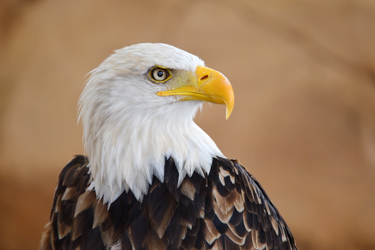 Story of Rescued Bald Eagle Named 'Tiptoe' Is Capturing People's Hearts