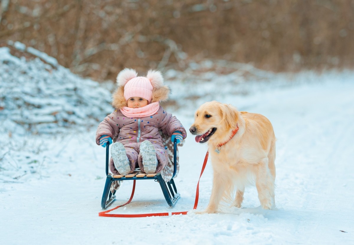 Golden Retriever Won’t Let Tiny Toddler Out of Her Sight on First Trip ...