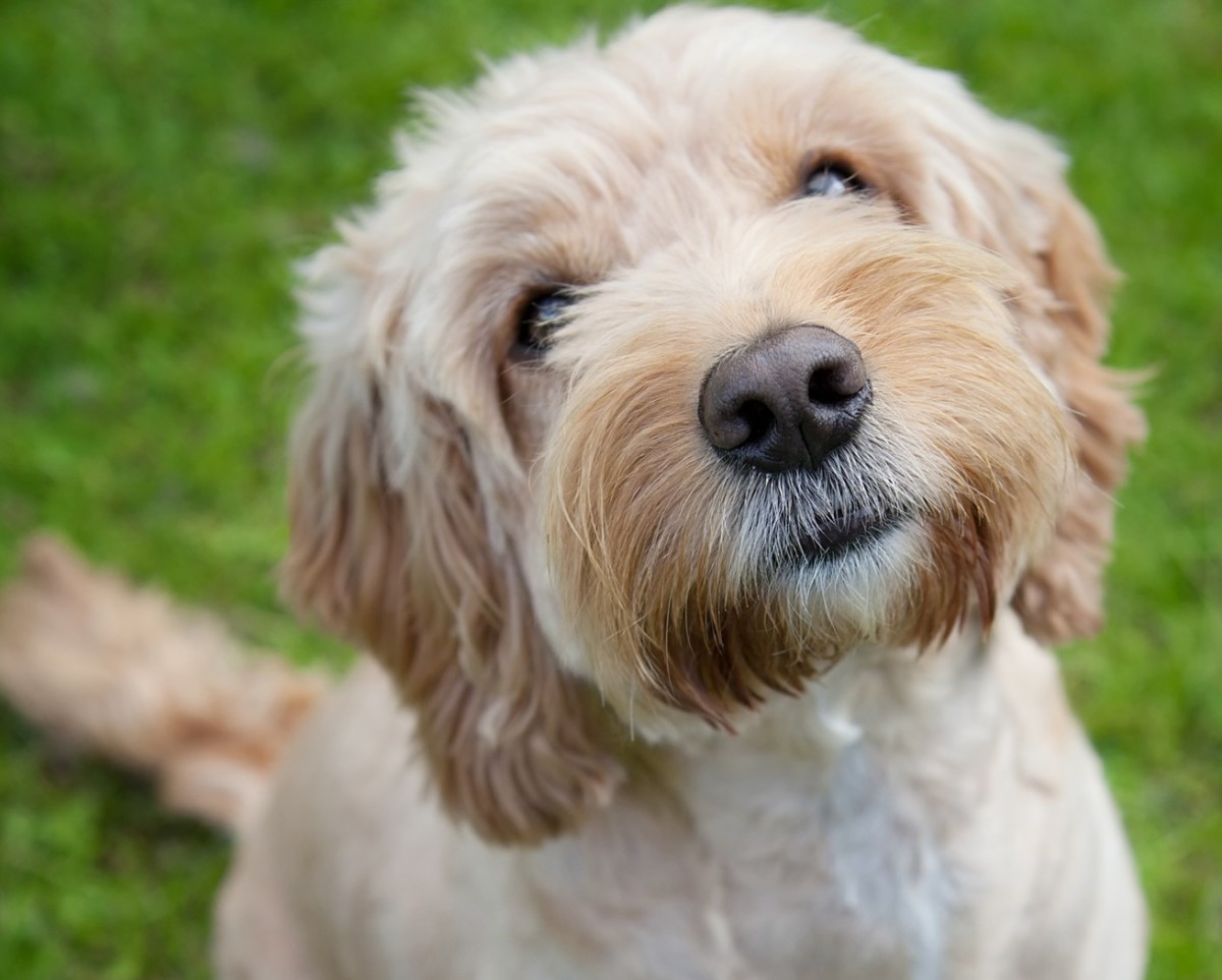 Man Asks Cockapoo If ‘She Knows What Love Is’ and Her Answer Is ...