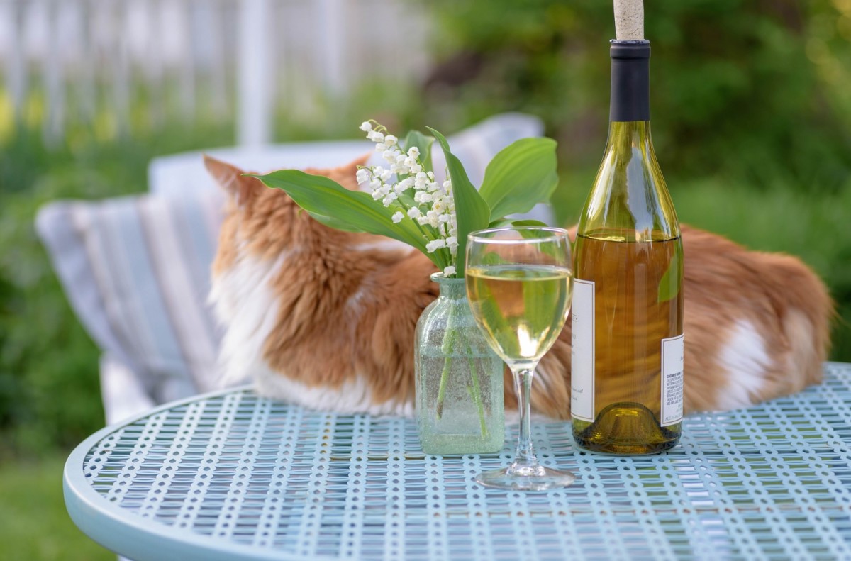 Unique 'Cat Winery' in South Carolina Comes Complete with Tastings and