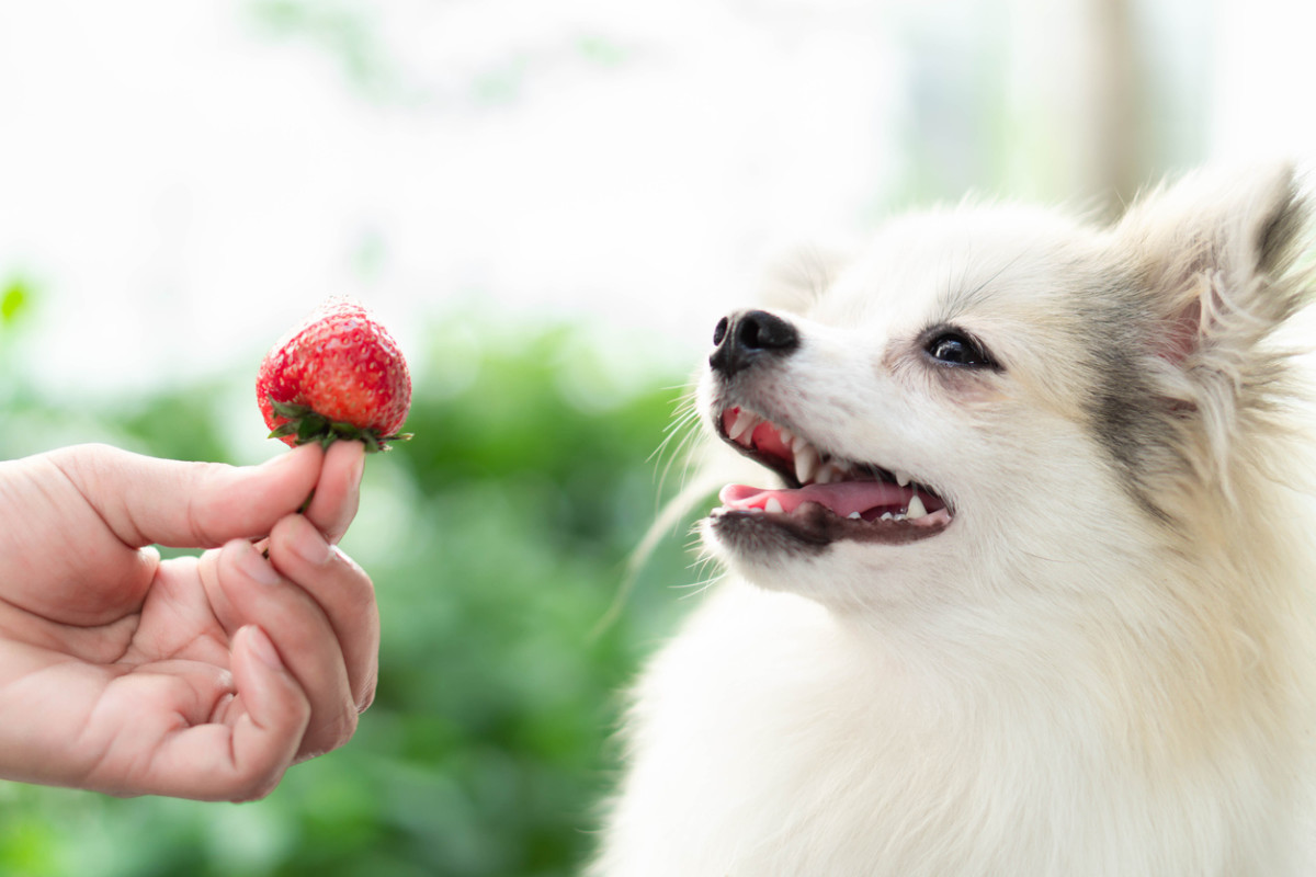 Can Dogs Eat Strawberries? All You Need To Know Parade Pets