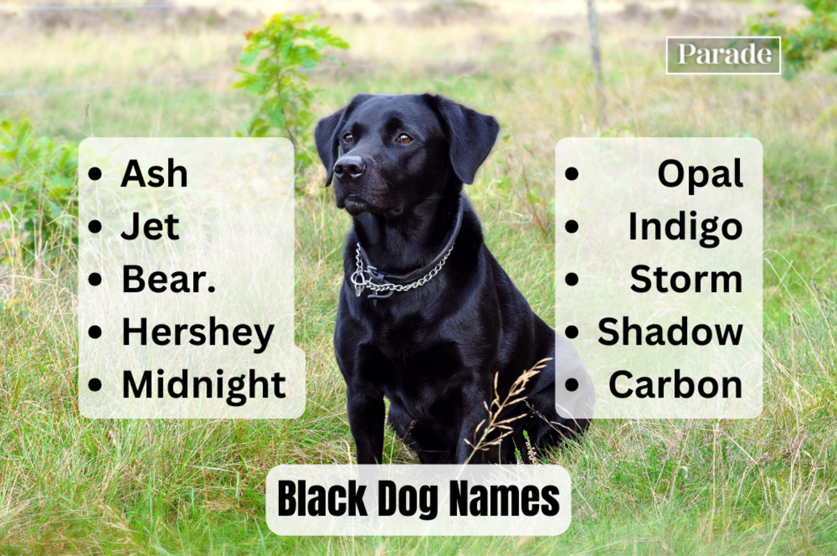 205 Black Dog Names (Male and Female) - Parade Pets