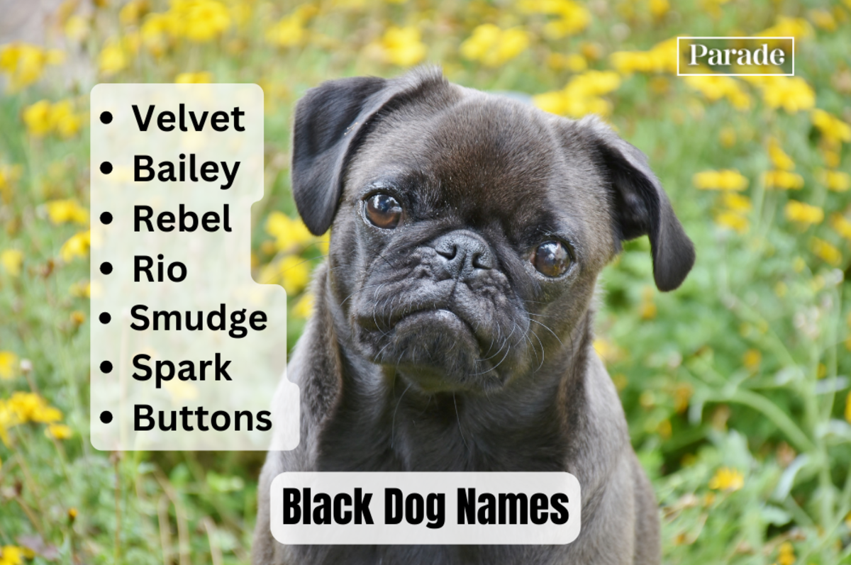 205 Black Dog Names (Male and Female) - Parade Pets