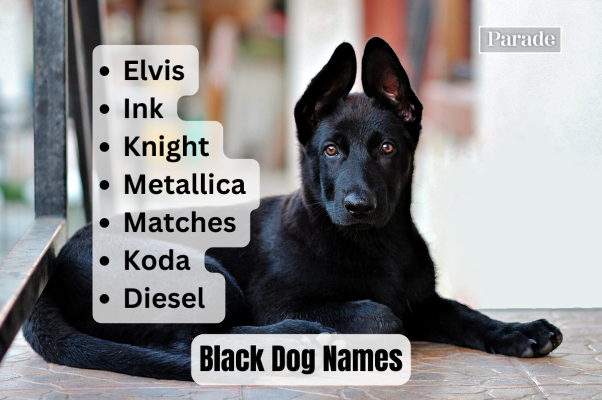 205-black-dog-names-male-and-female-parade-pets