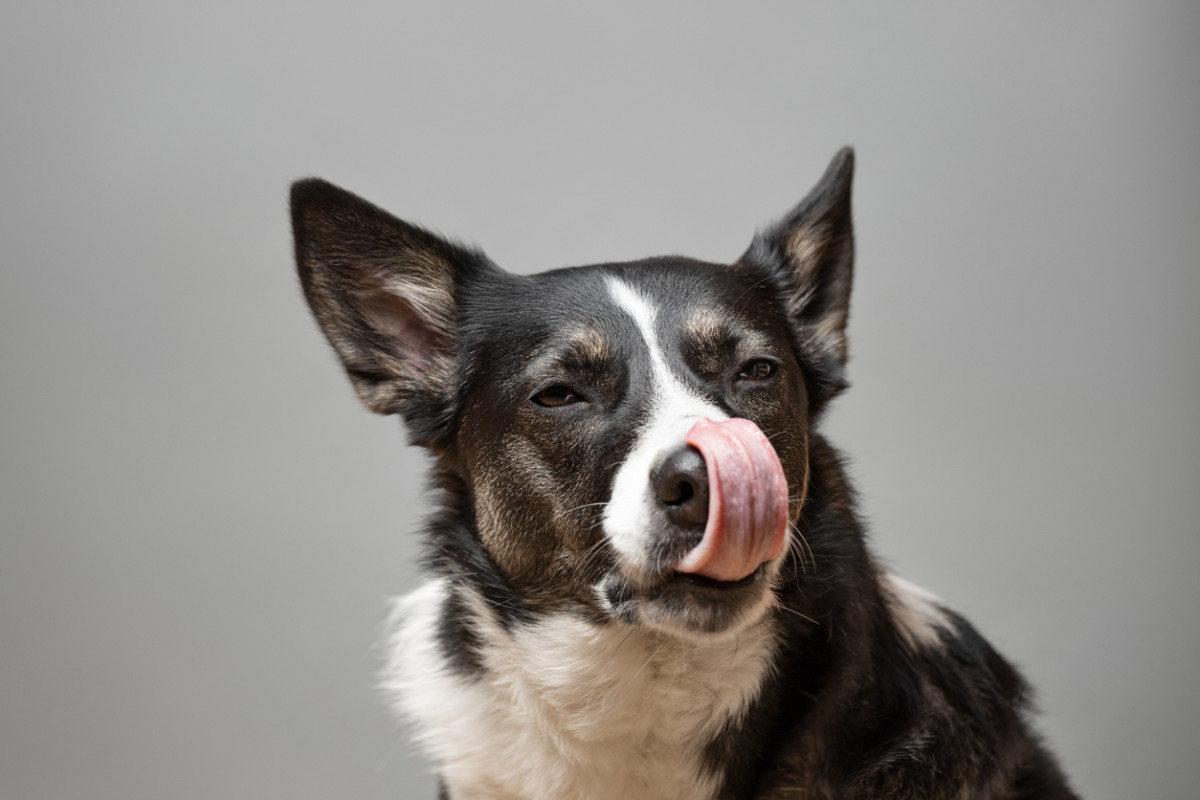 Can Dogs Eat Pecans? A Veterinarian Explains Parade Pets