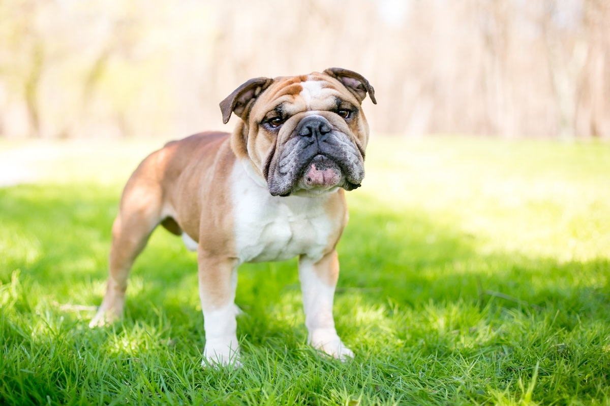 Funny Bulldog Sends Alerts Through Home Camera to Tell Parents to Hurry ...