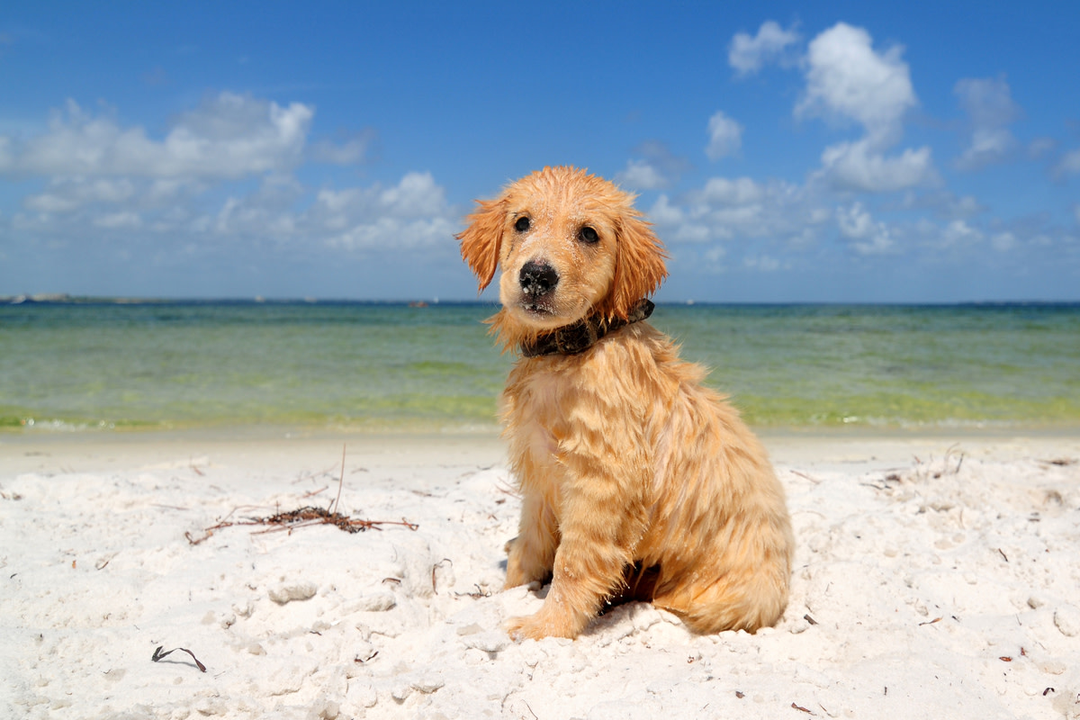 Golden Retriever Puppy's Happy Smiles at the Beach Are Positively ...