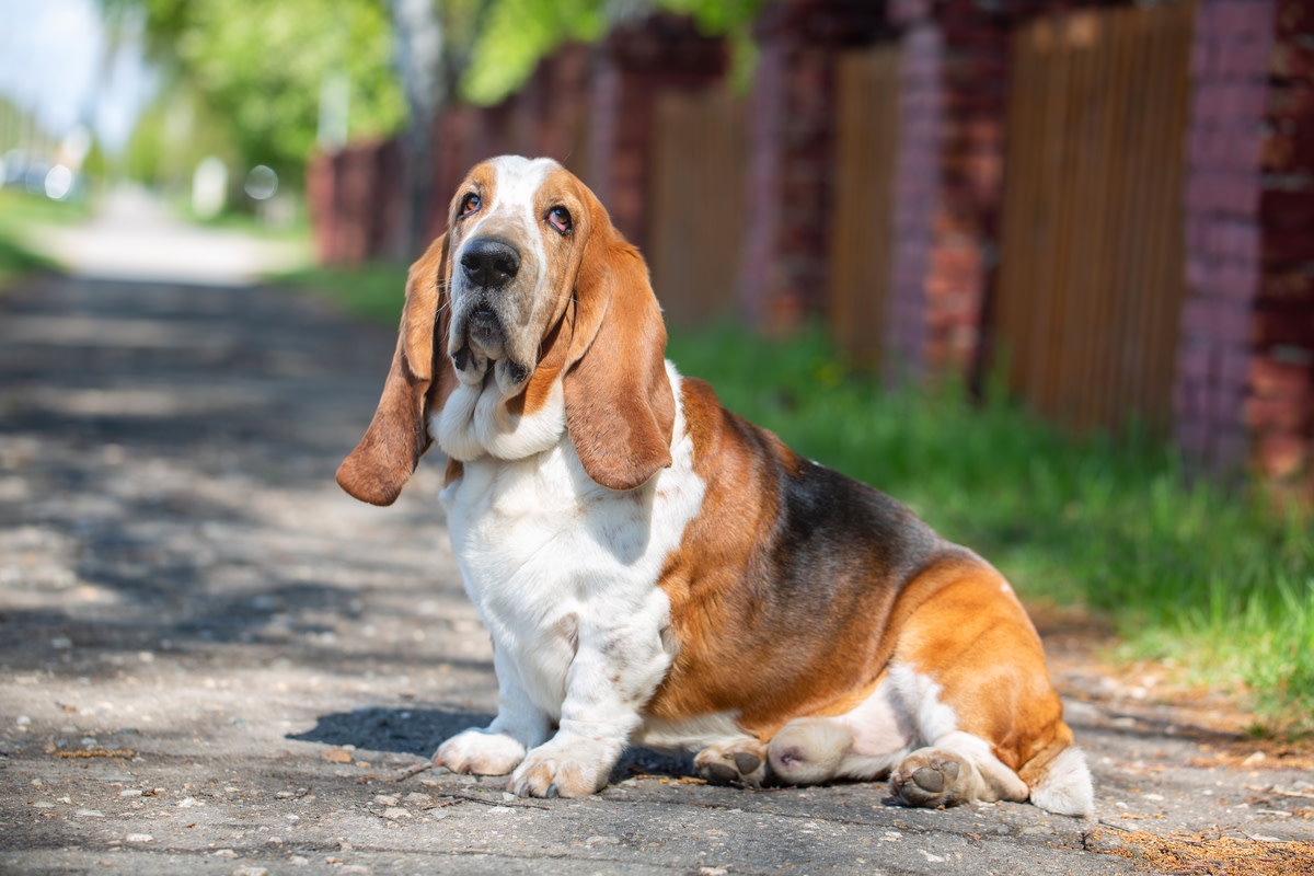 Basset Hound's Funny Neighborhood Patrol Makes Her the Best Watch Dog ...