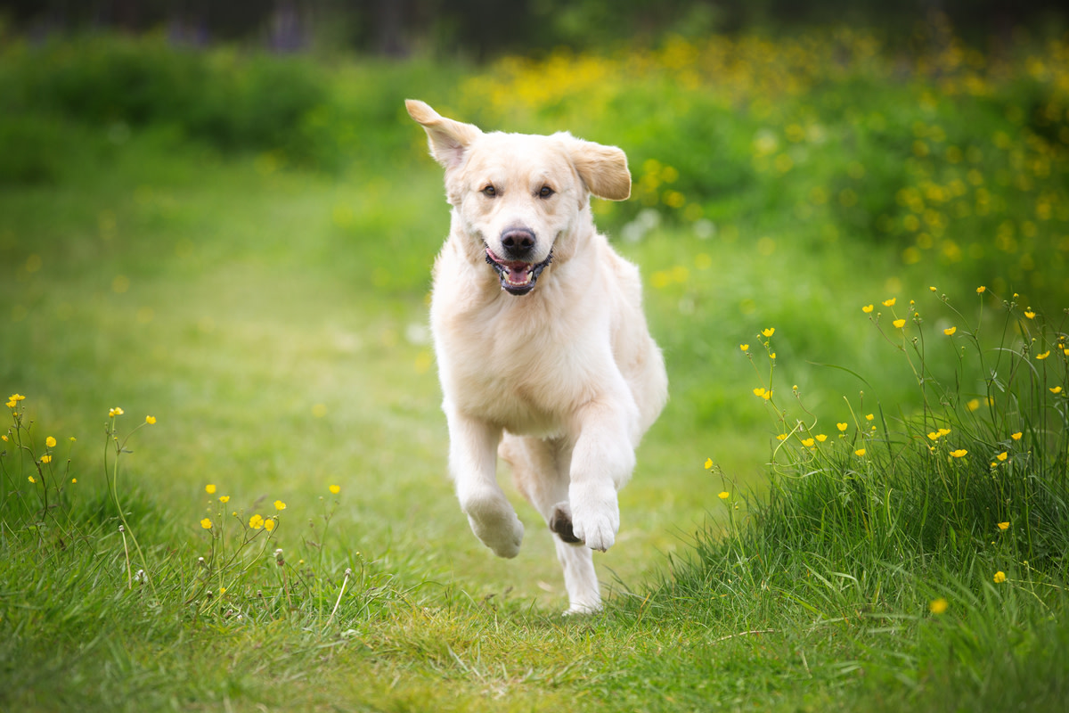 Elated Golden Retriever Runs Like the Wind to Greet Mom at Alaskan ...