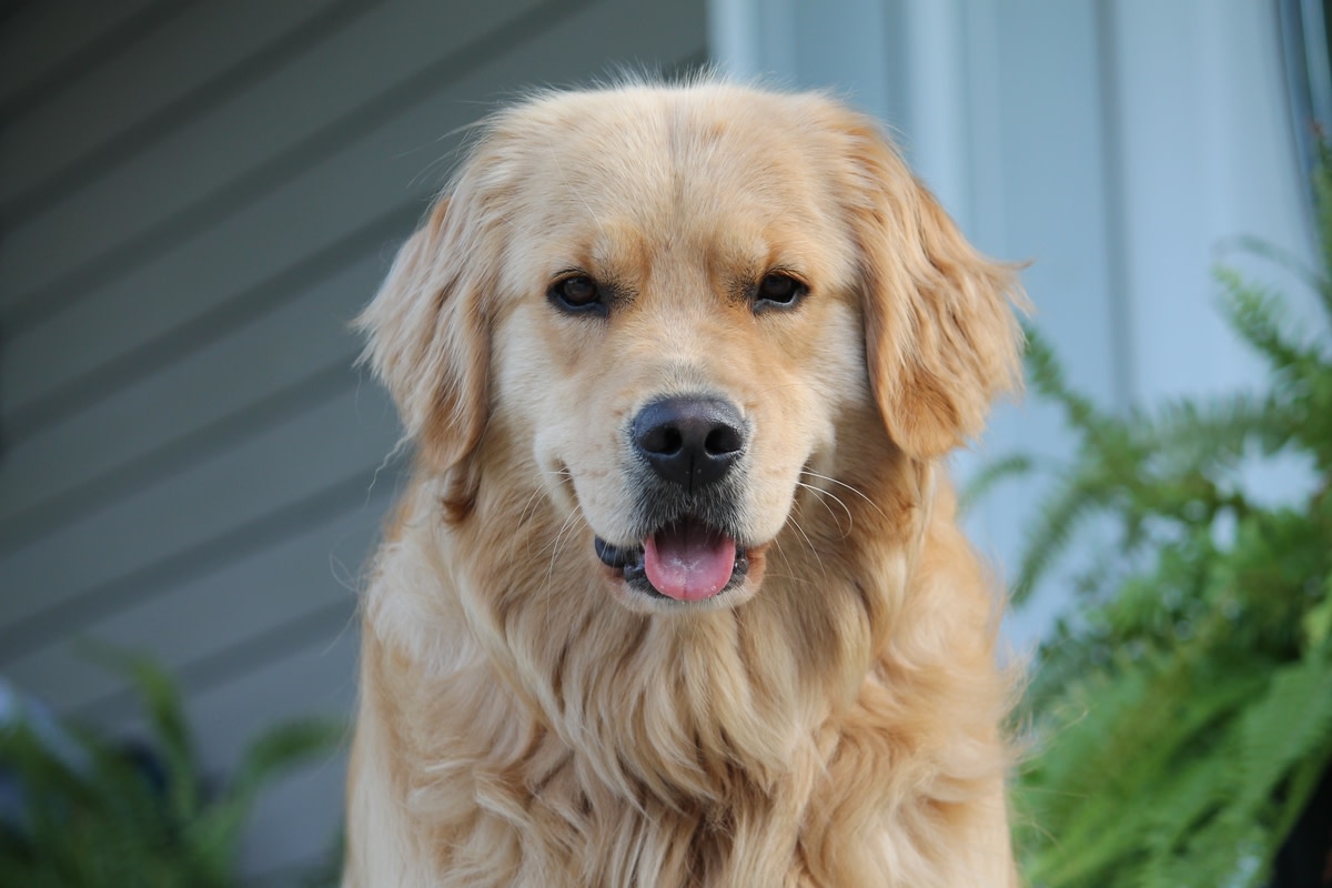 Golden Retriever Puppy Hits 'Teenager Phase' and the Result Is the ...