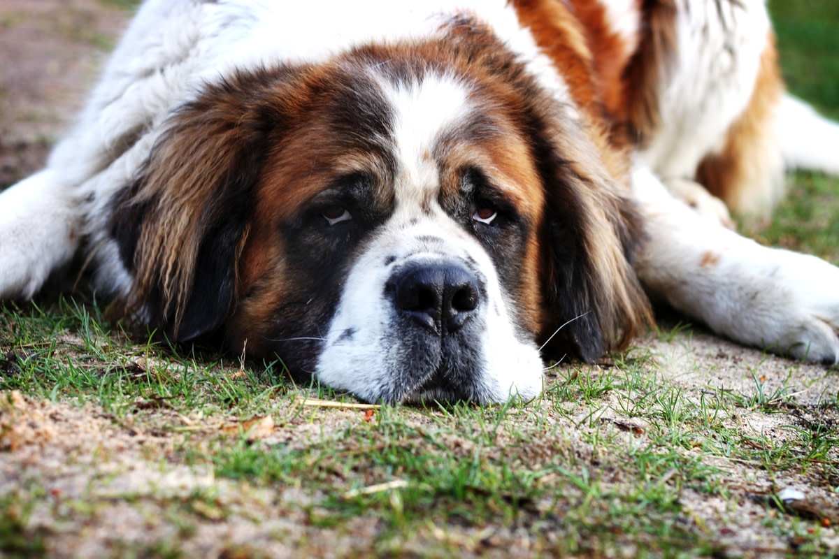 St. Bernards' Sweet Sympathy Cries for Dad Make Them True Team Players ...