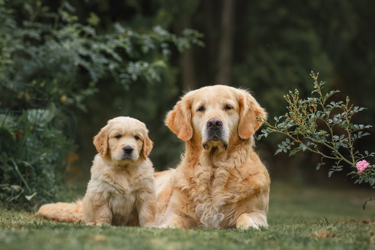 Golden Retriever's Sweet 'Lessons' for Puppy Sister Are Too Cute to ...