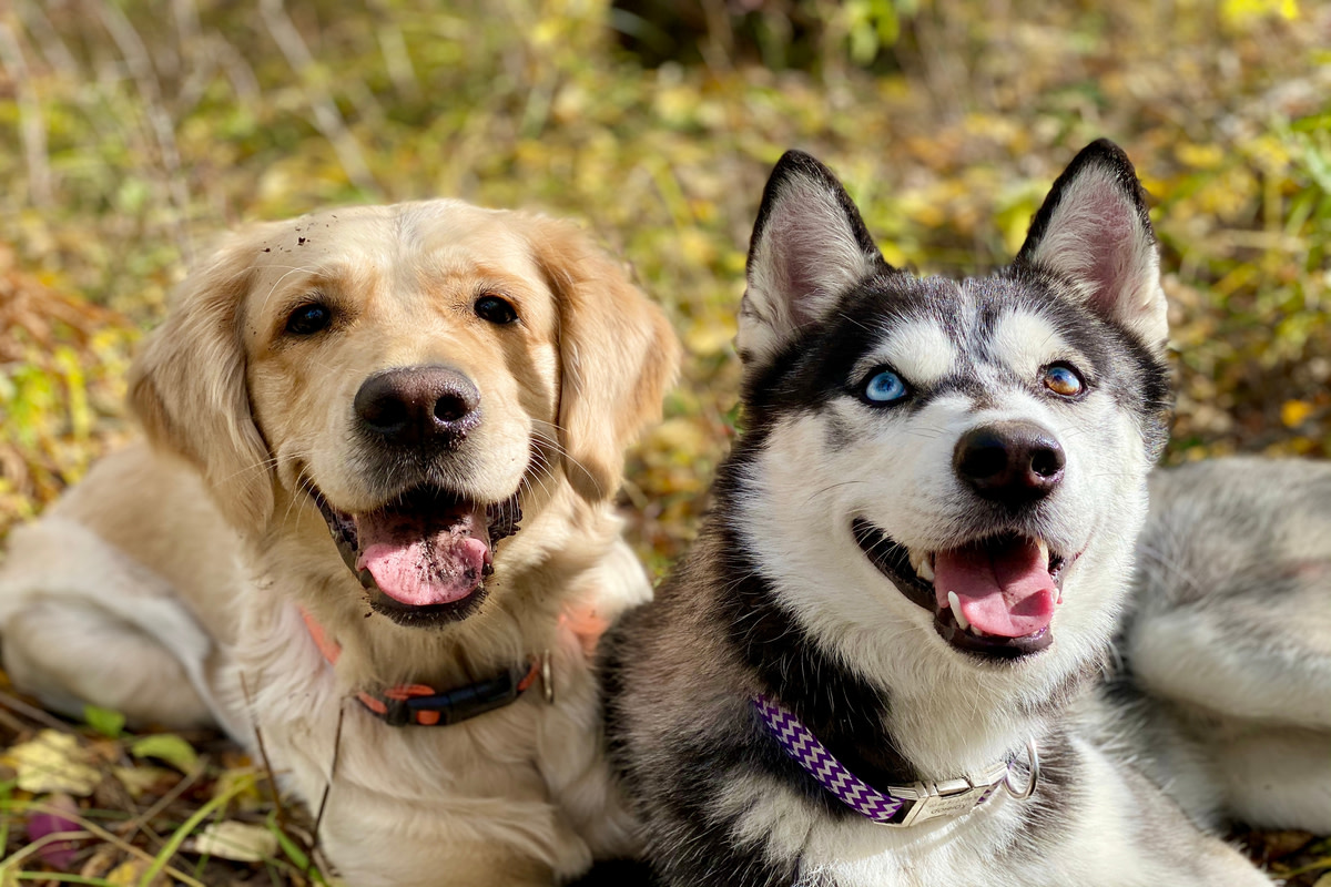 Precious Golden Retriever-Husky Mix Puppies Are Impossible to Resist ...