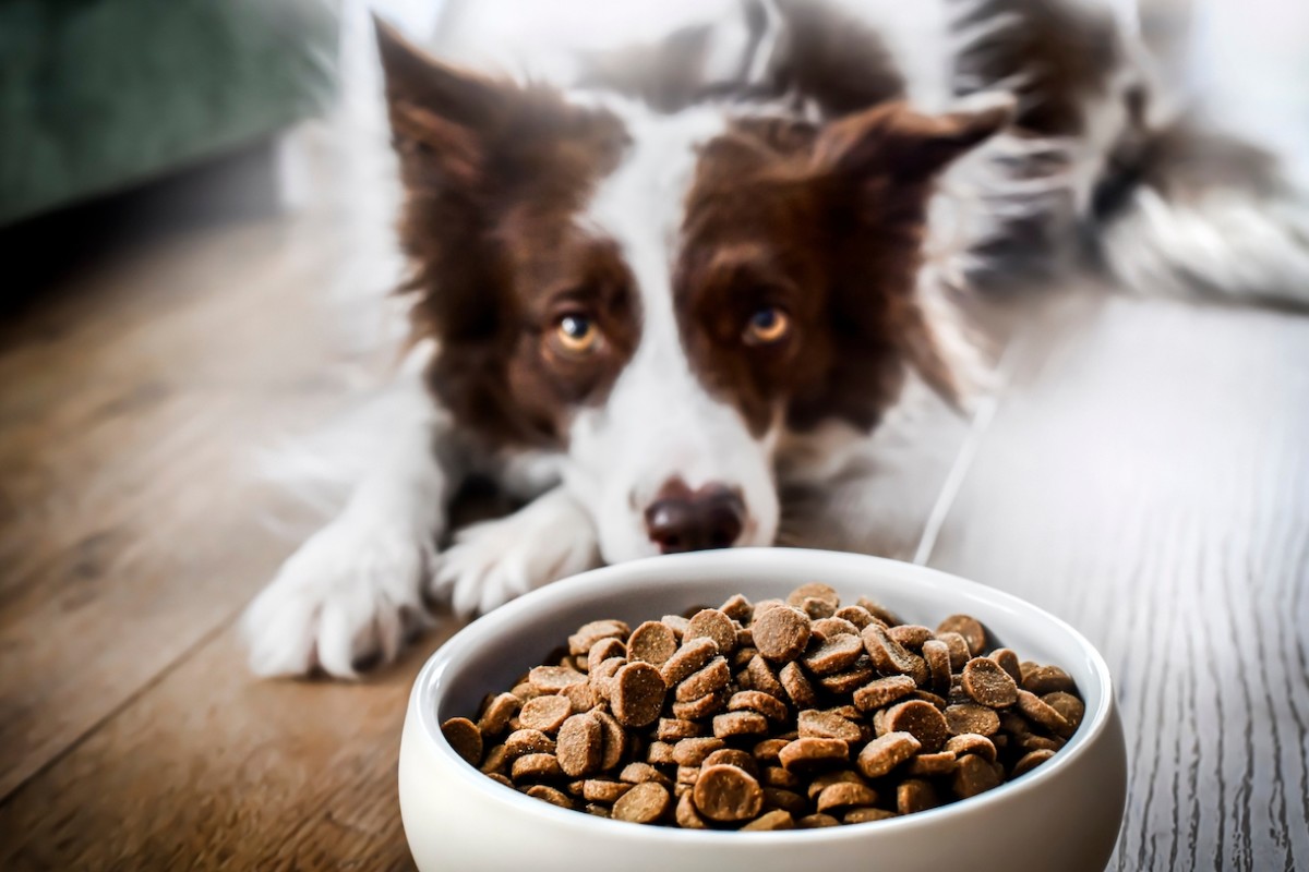 Popular Dog & Cat Food Recalled for Possible Listeria Risk to Pets and ...