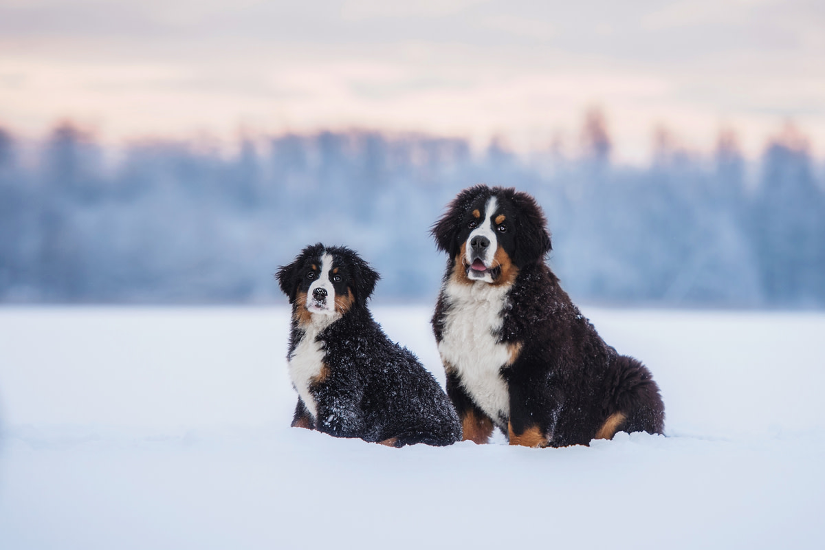 Bernese Mountain Puppy's Look of Adoration for Big Sister Is So Pure ...