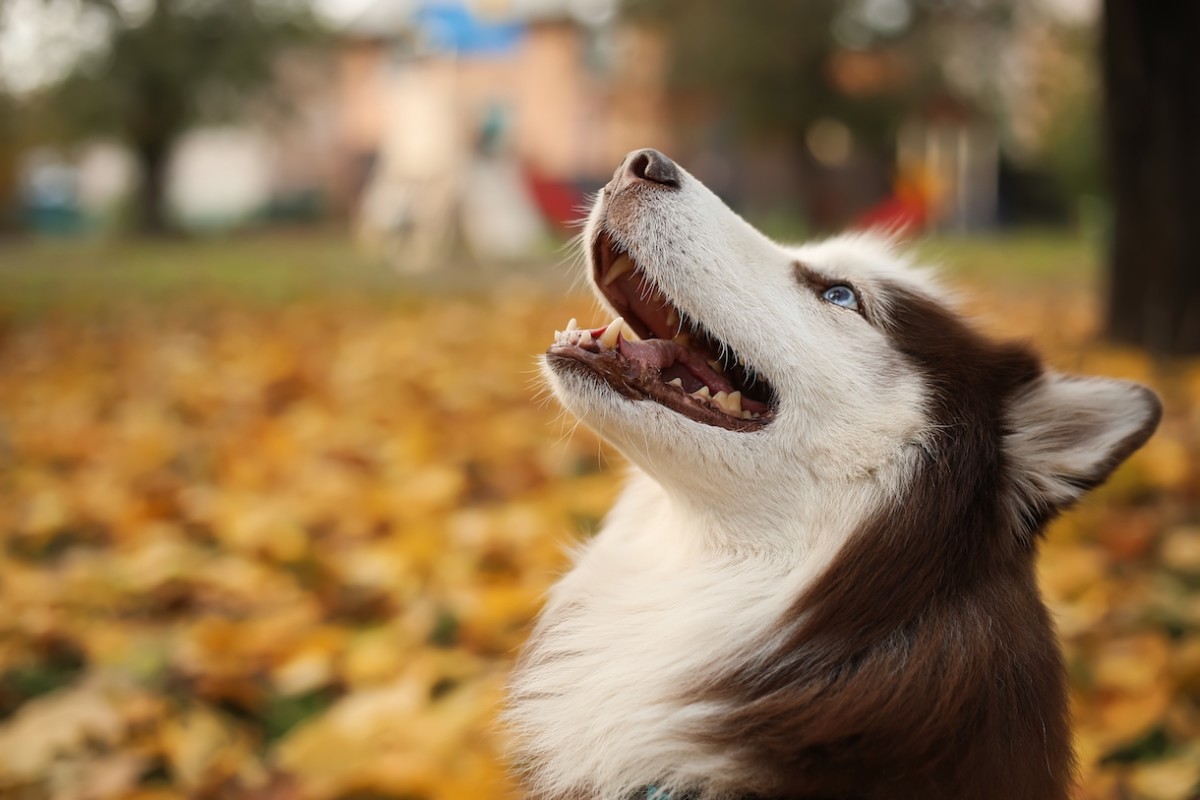 Heroic Husky in Indiana Credited with Saving Mom From Carbon Monoxide